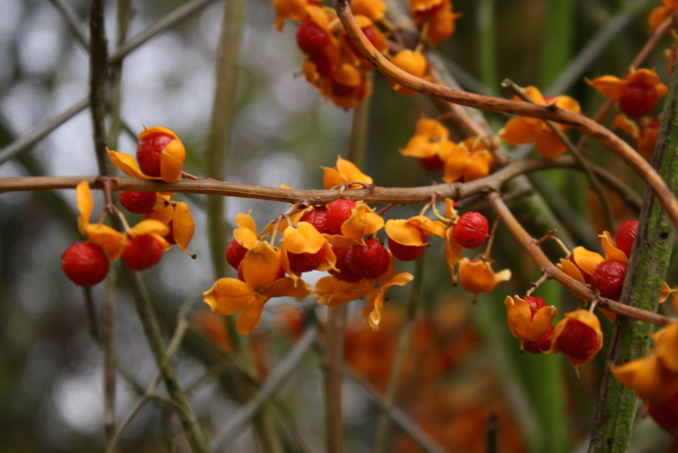 Представитель Семейства Celastraceae